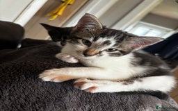 Domestic Shorthair cats for sale: 2 Female & 1 Male adorable baby kittens for SALE🐈 - Image 7