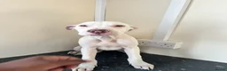 Mixed Breed dogs for sale: Stunning American Bull Staffy Puppies  ❤️ - Advert 4