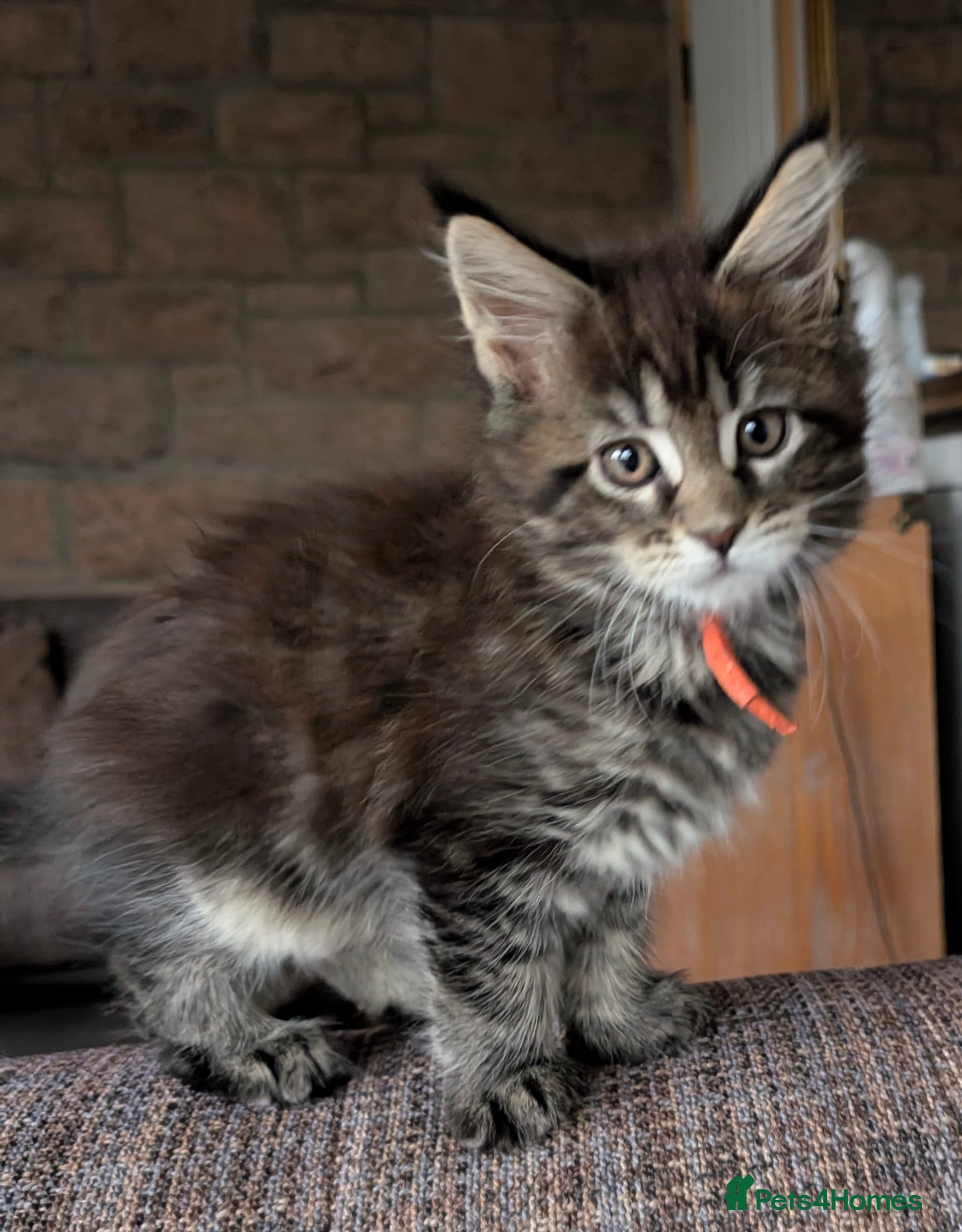 Maine Coon cats Chunky Maine Coons  - Advert 6