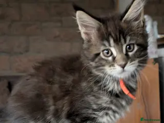 Maine Coon cats Chunky Maine Coons - Advert 6