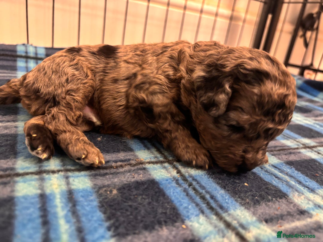 Cockapoo dogs for sale: F2 Cockapoo Puppies - Advert 9