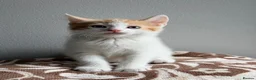 Mixed Breed cats for sale: Stunning ginger and white kittens available!!! - Advert 4