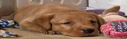Labrador Retriever dogs for sale: 10 FOX RED KC LABS WITH HEALTH TESTED PARENTS - Advert 13