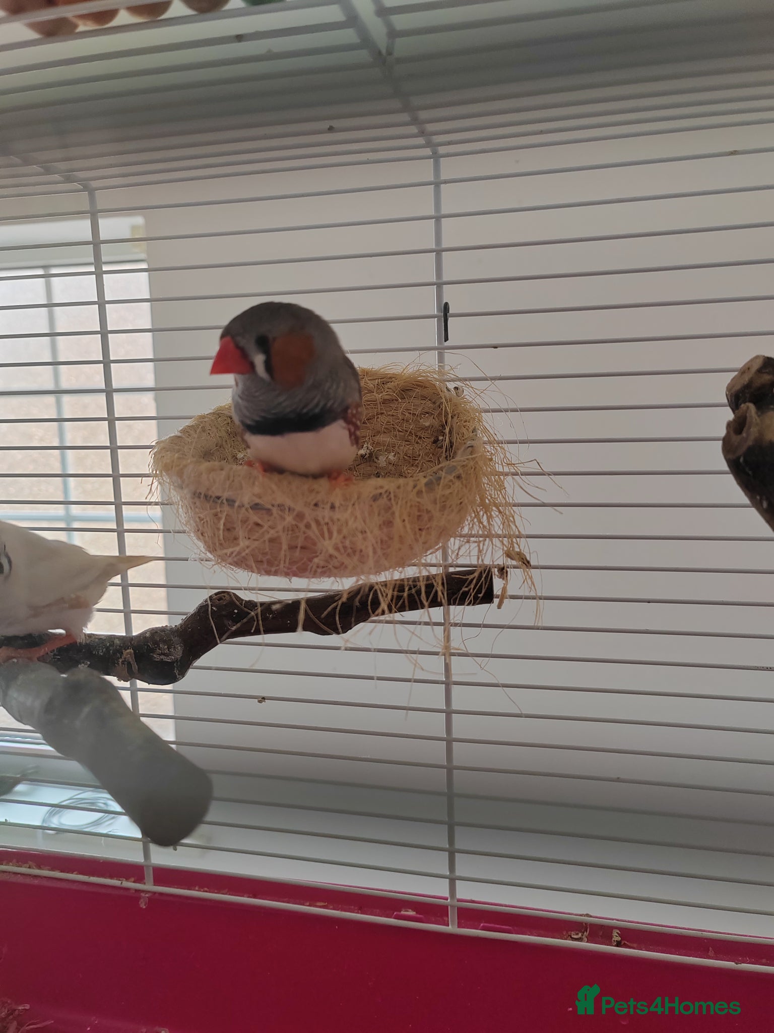 Finches birds Zebra finches - Advert 4