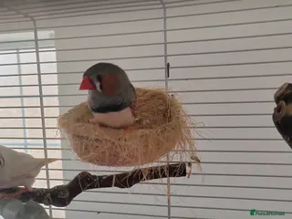 Finches birds Zebra finches - Advert 4