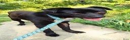 Mixed Breed dogs for adoption: Little Lad Vernon - Available for adoption - Advert 3