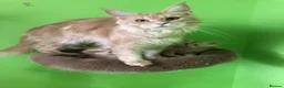 Maine Coon cats for sale: Fife registered, red silver Maine coon kittens  - Advert 2