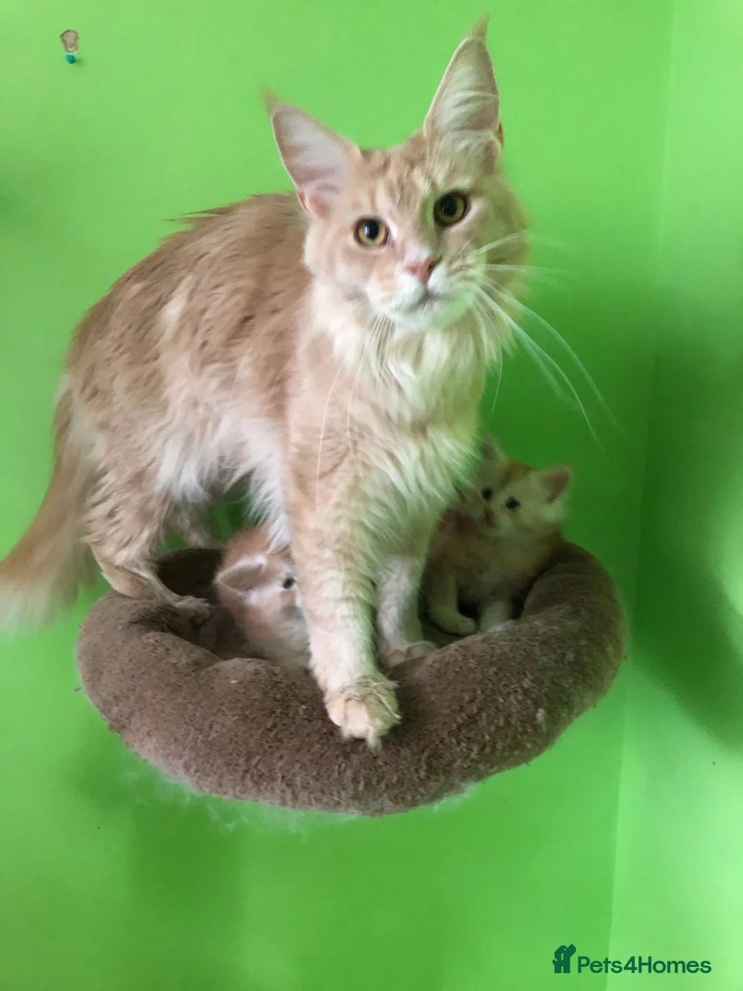 Maine Coon cats for sale: Fife registered, red silver Maine coon kittens  - Advert 2