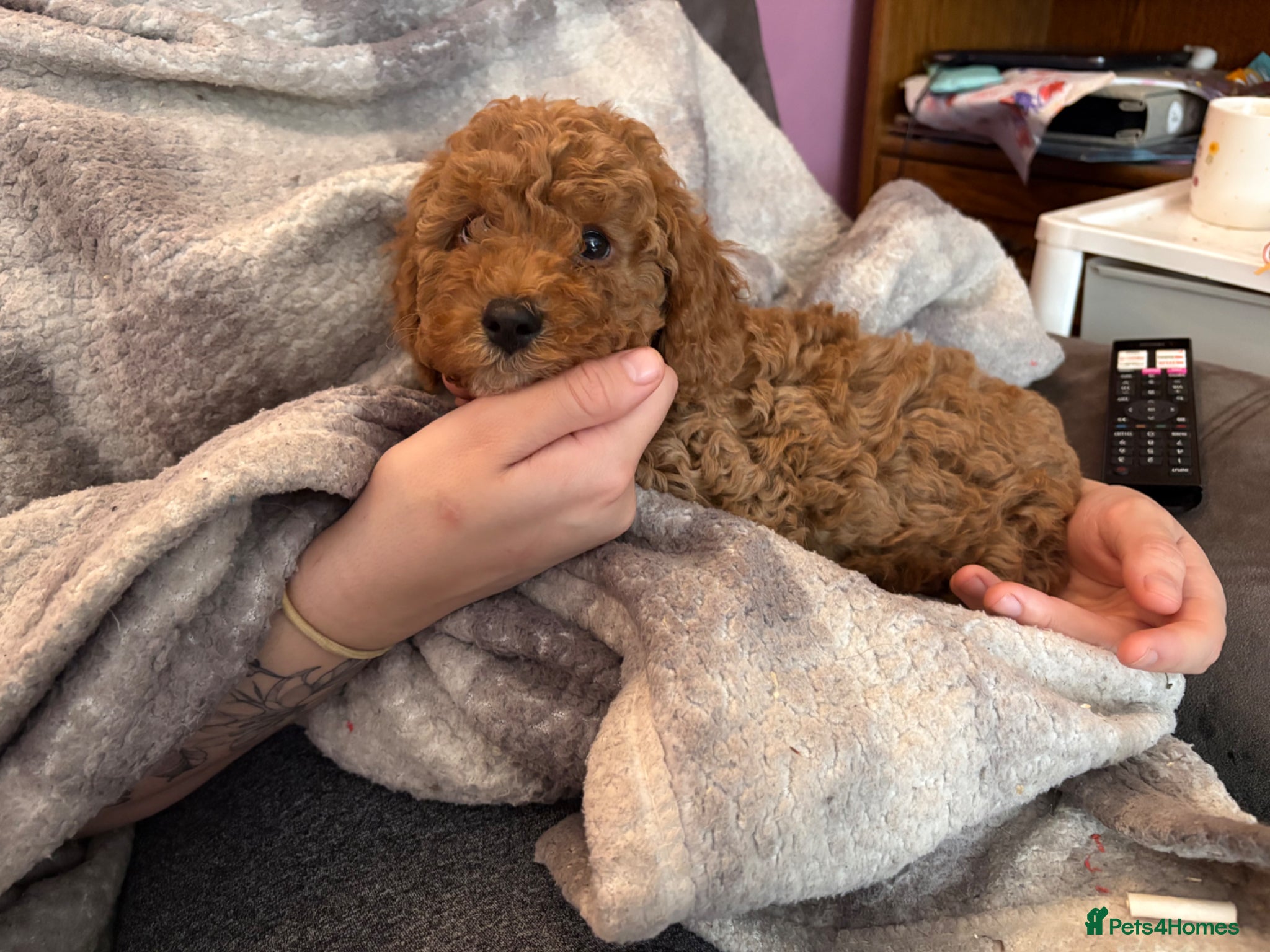 Cockapoo dogs Stunning cockapoo puppies ready in 2 weeks - Advert 1