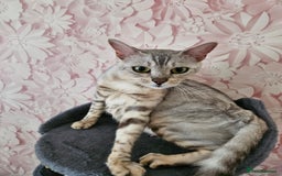 Bengal cats for sale: 2 stunning unique snow bengal kittens left  - Image 6