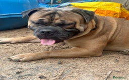 Old Tyme Bulldog dogs for stud: Stud beautiful old Tyme bulldog  - Image 5