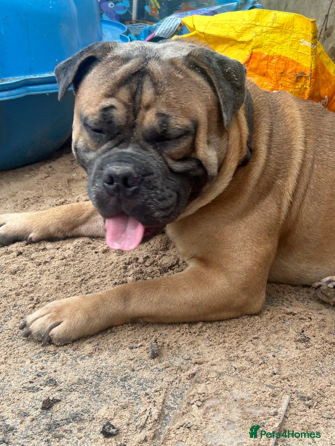 Old Tyme Bulldog dogs for stud: Stud beautiful old Tyme bulldog  - Image 5