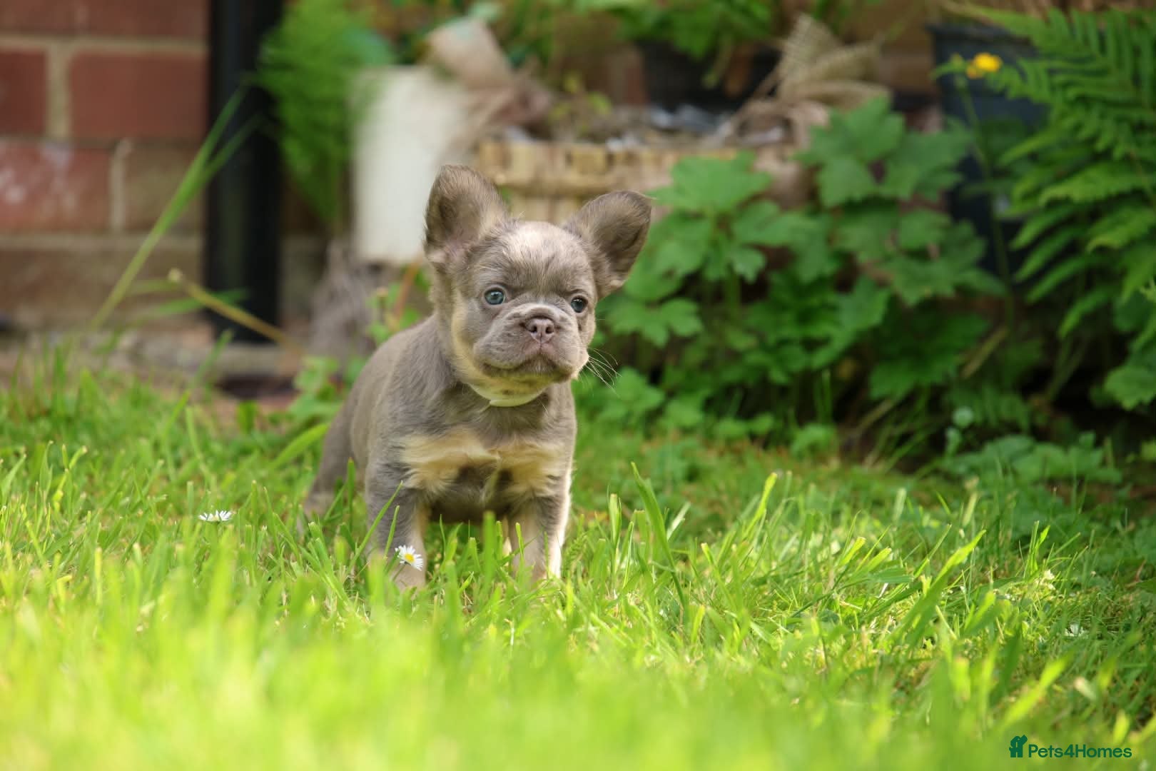 French Bulldog dogs French bulldog puppies  - Advert 1