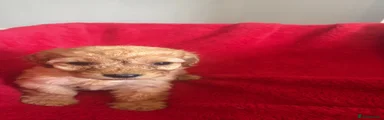 Cockapoo 9