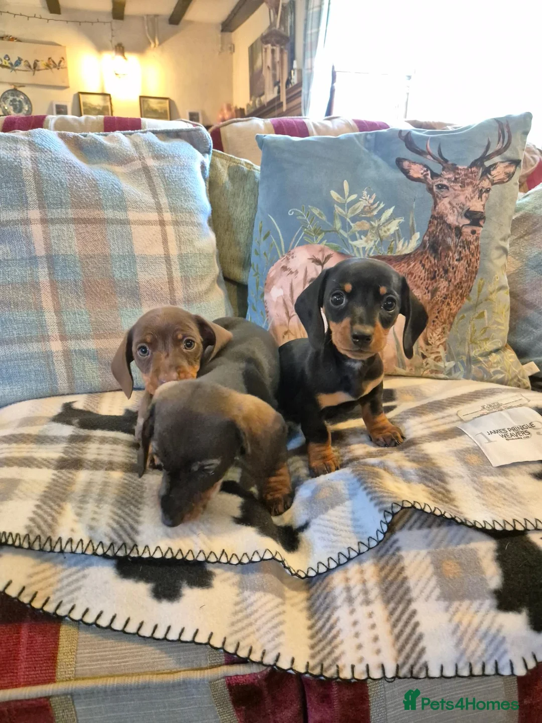 Miniature Dachshund dogs for sale: 3 Smooth haired Miniature Dachshund boys - Advert 2