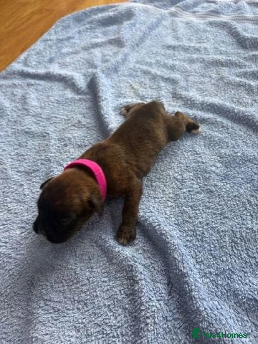 Boxer dogs for sale: Beautiful Boxer Puppies Ready for Loving Homes 🐶 in Birmingham - Advert 6