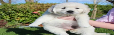 Golden Retriever 1