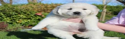 Golden Retriever dogs for sale: Top quality Golden retriever puppies - Advert 3