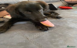Mixed Breed dogs for sale: 6 month old Labrador german shepherd  - Image 4