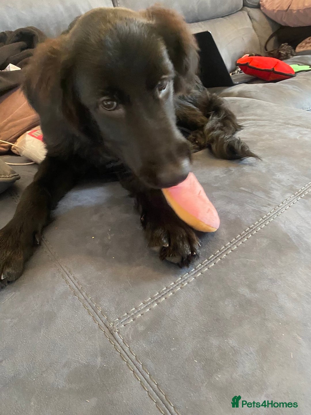 Mixed Breed dogs for sale: 6 month old Labrador german shepherd  - Image 4