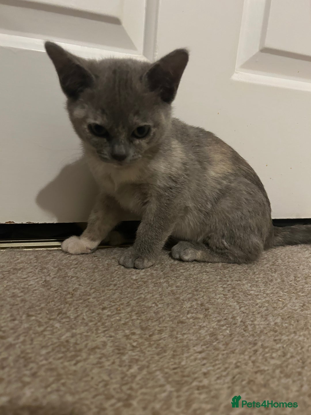 Burmese cats for sale: Stunning Asian Kittens. - Advert 7
