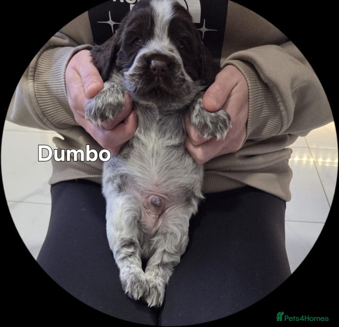 Cocker Spaniel dogs for sale: Cocker spaniels - Advert 7