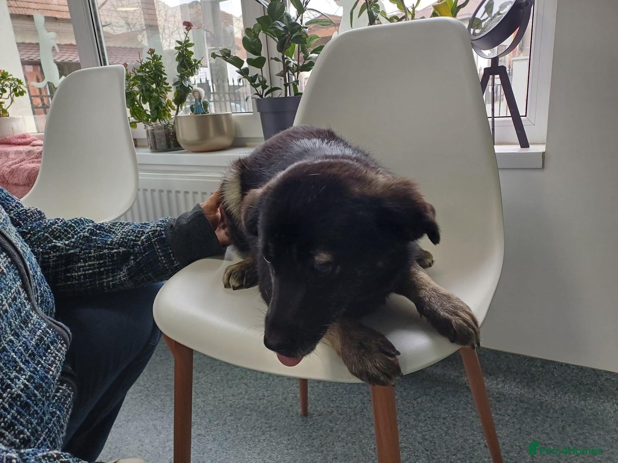 Mixed Breed dogs 🐾🌸 LIA – The Railway Miracle Baby 🌸🐾 - Advert 1