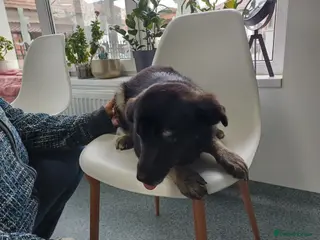 Mixed Breed dogs 🐾🌸 LIA – The Railway Miracle Baby 🌸🐾 - Advert 1