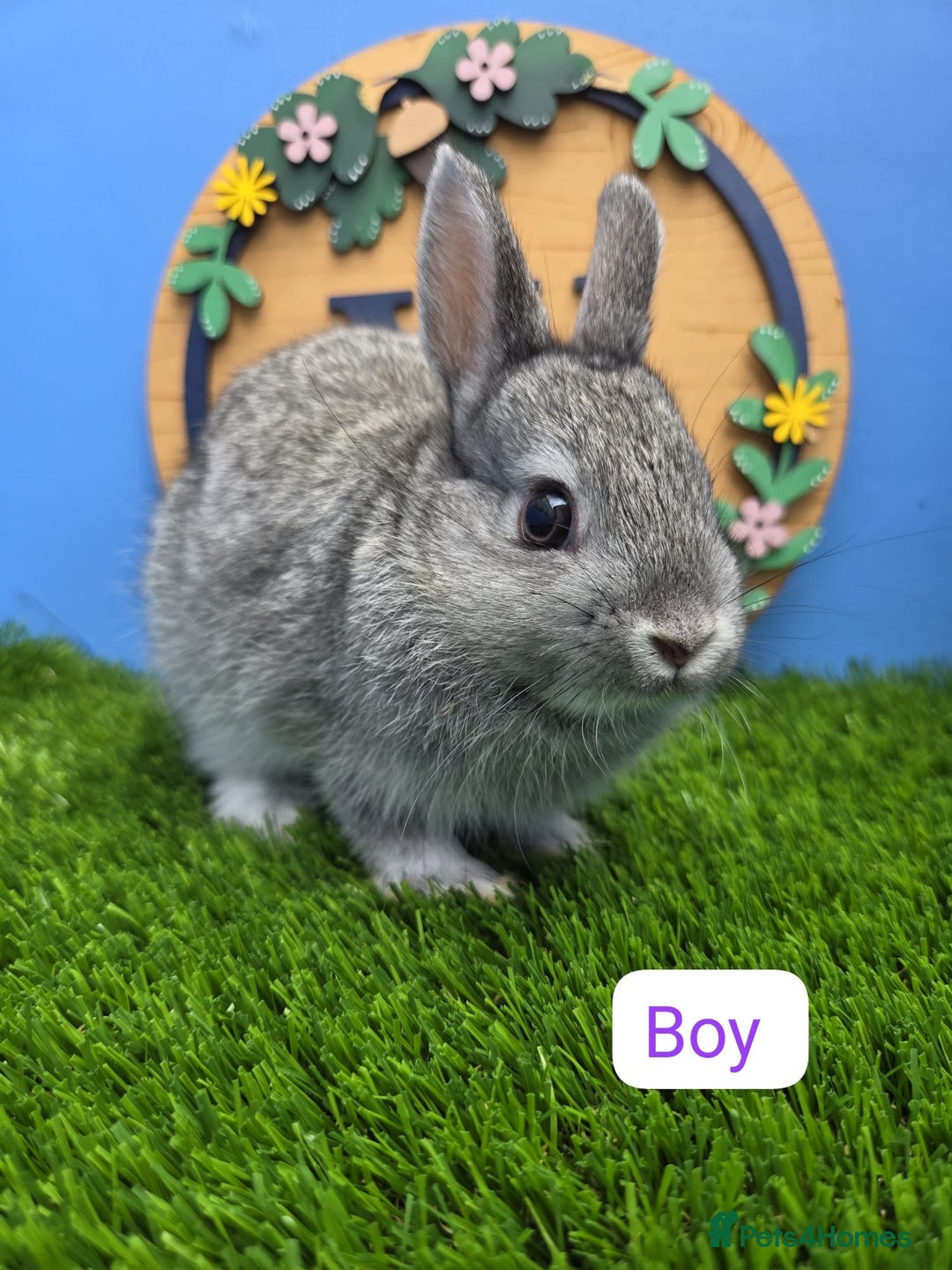 Netherland Dwarf rabbits for sale: Netherland Dwarf Baby Rabbits Male Female Doe Buck - Image 2