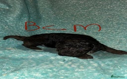 Cockapoo dogs for sale: Healthy beautiful puppies  - Advert 4