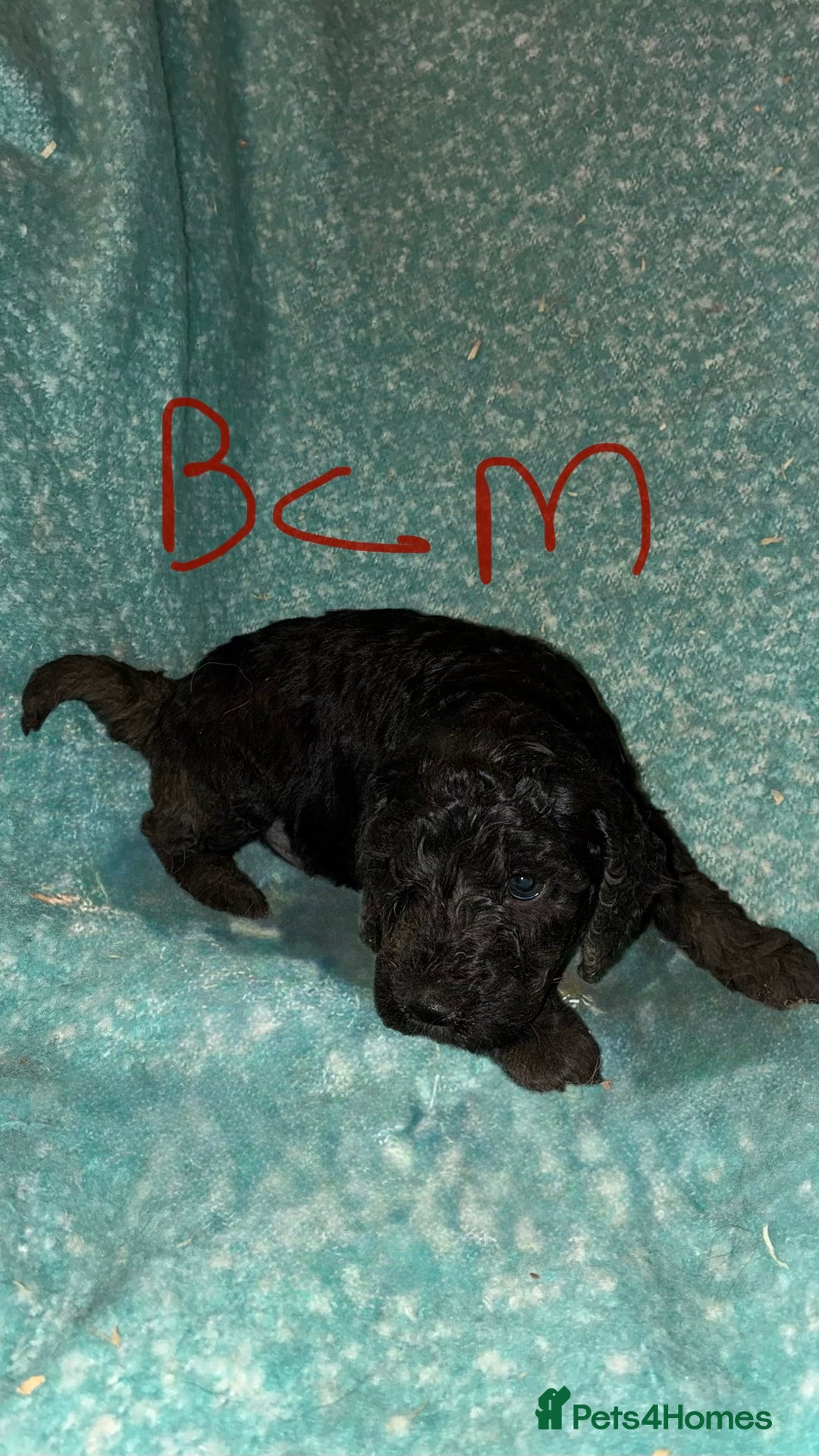 Cockapoo dogs for sale: Healthy beautiful puppies  - Advert 4