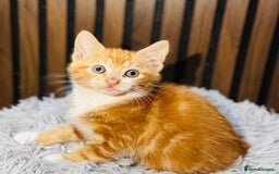 Mixed Breed cats for sale: 🎃 4 Pumpkin Gingers & 2 Phantom Kittens 👻 - Image 8