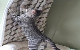 Bengal cats for sale: Silver Rosetted, Blue Silver Rosetted Bengal Girls - Image 5
