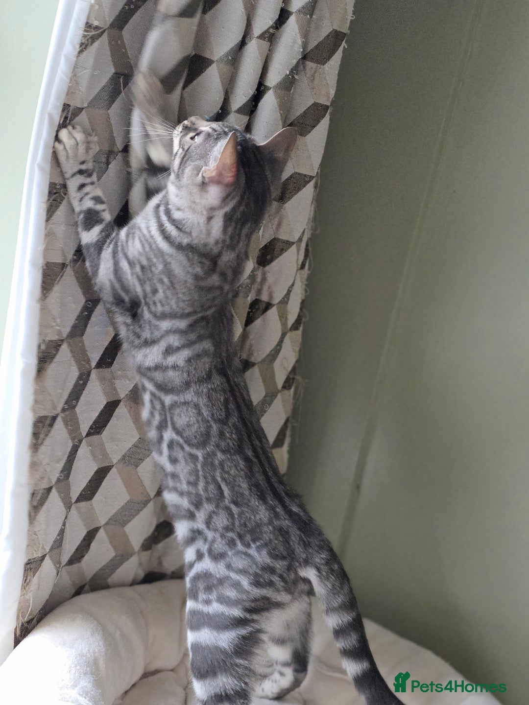 Bengal cats for sale: Silver Rosetted, Blue Silver Rosetted Bengal Girls - Image 5