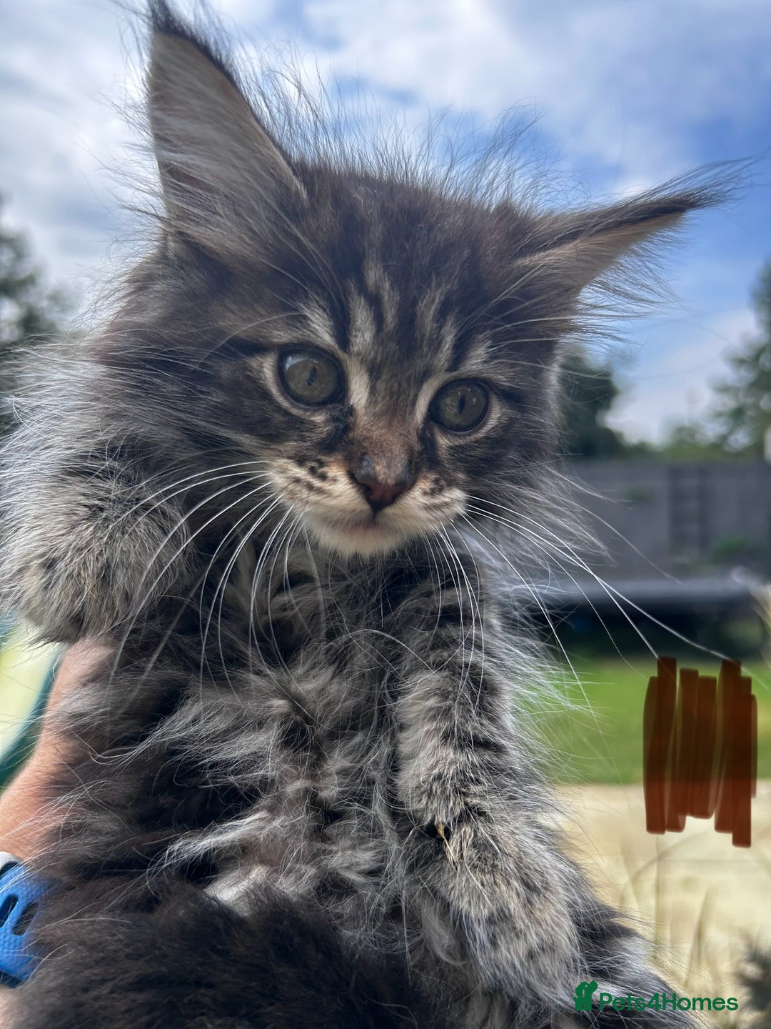 Maine Coon cats for sale: Maine coon kittens  - Image 6