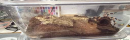Spiders invertebrates for sale: I have six one year old mixed tarantulas for sale  - Advert 5