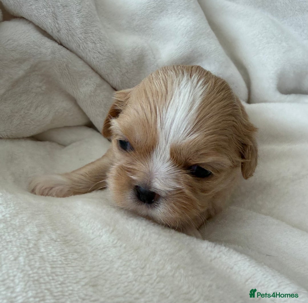 Shih Tzu dogs for sale: Stunning Shih Tzu Babes - ready  ** s weekend - Advert 4