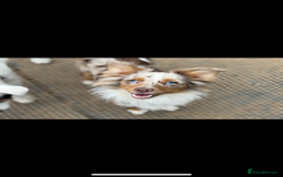 Australian Shepherd dogs for sale: Toy Australian Shepherd Bitch  - Image 1