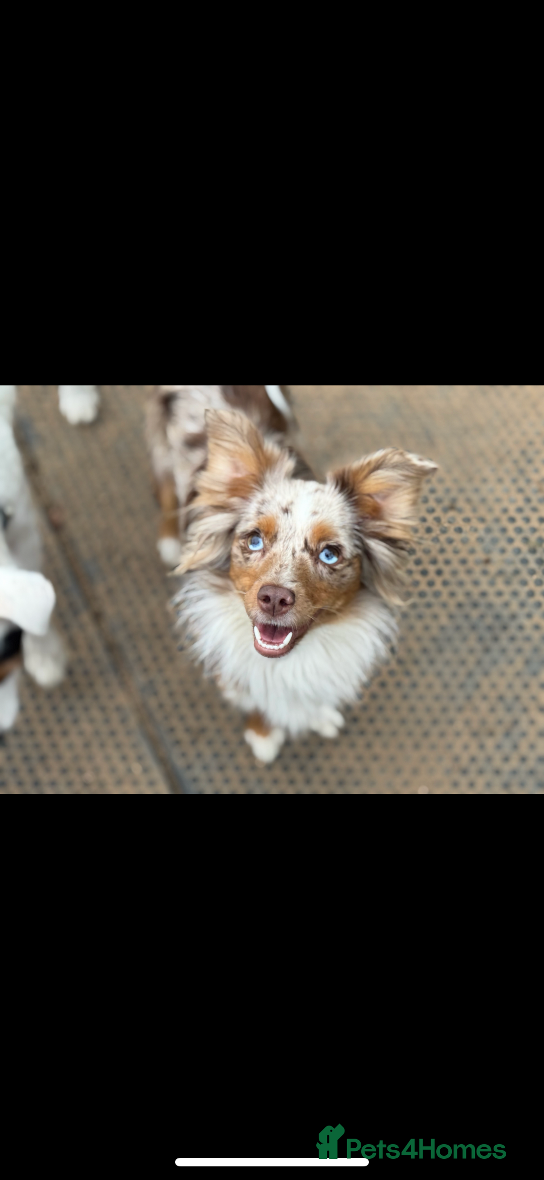 Australian Shepherd dogs for sale: Toy Australian Shepherd Bitch  - Image 1