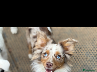 Australian Shepherd dogs - Advert 1