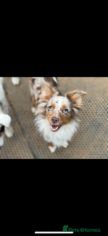 Australian Shepherd dogs - Advert 1