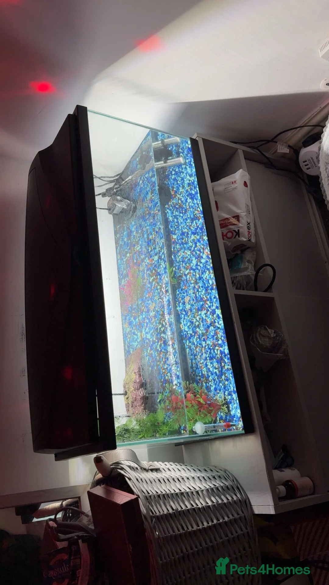 Turtle reptiles for sale: 2 turtles and tank - Advert 7