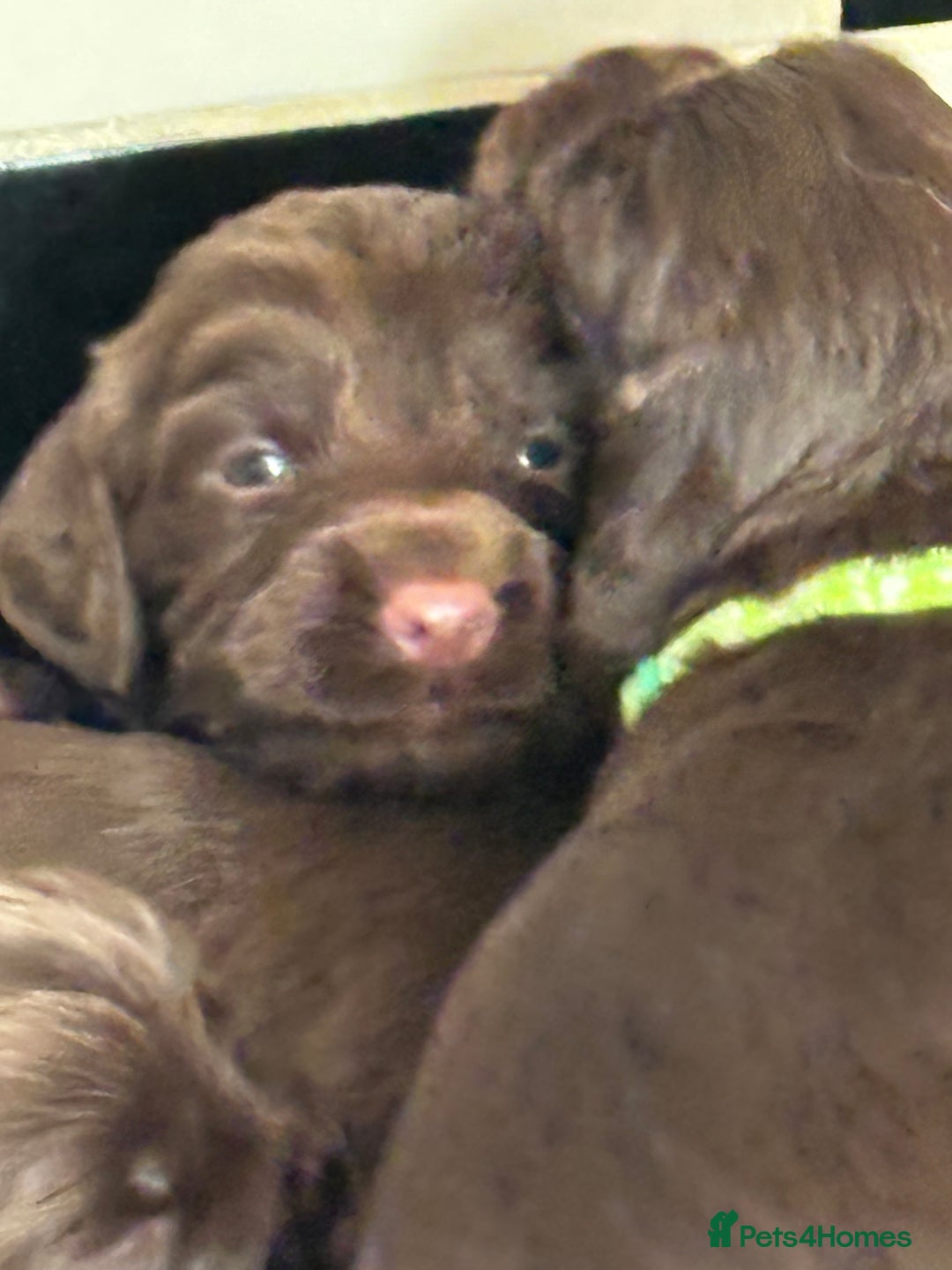 Cocker Spaniel dogs for sale: Beautiful Cocker Spaniel Puppies - Advert 13