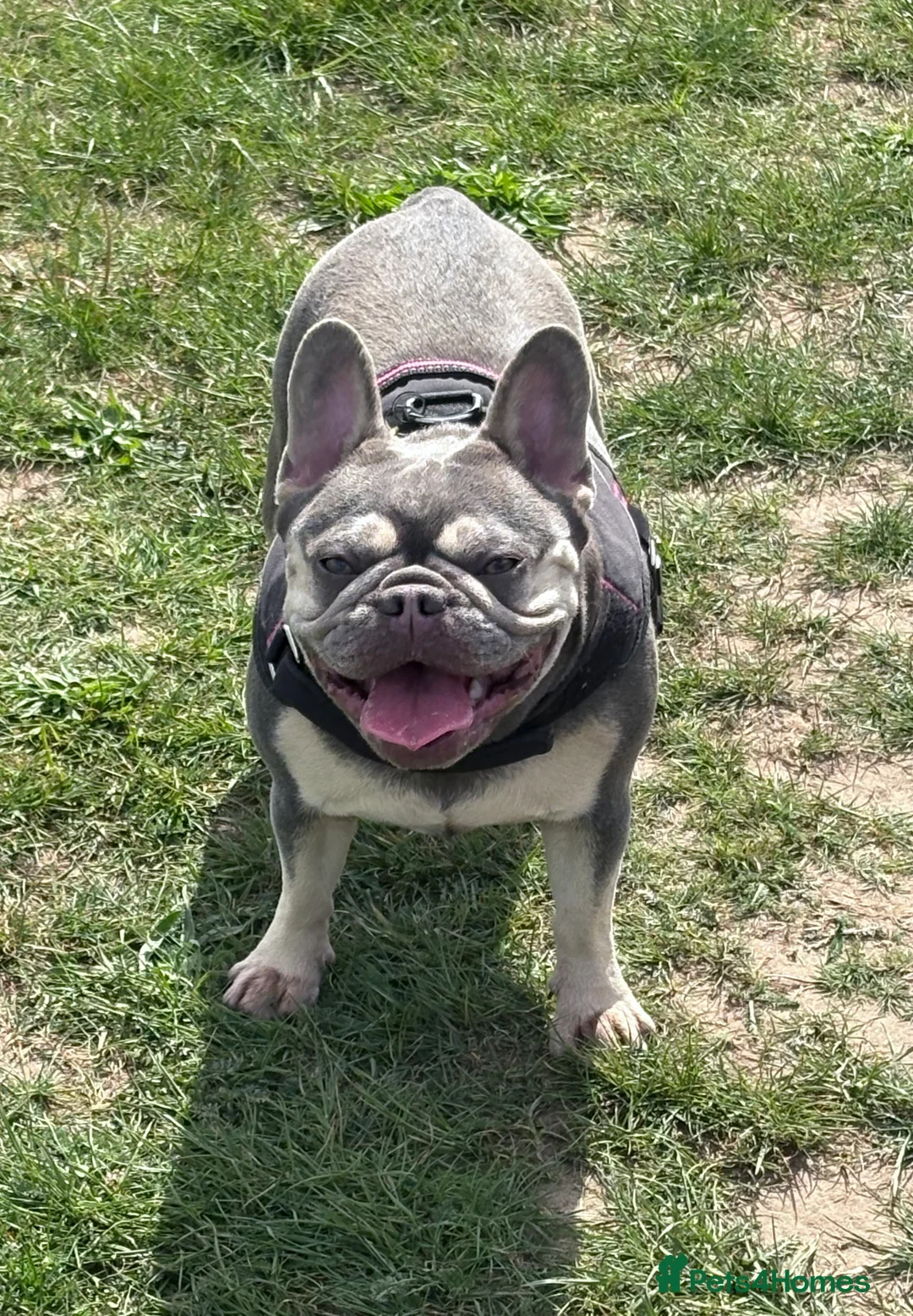 Gallery Image {{count}}