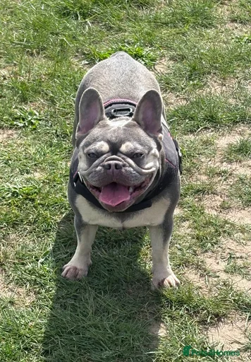 Gallery Image {{count}}