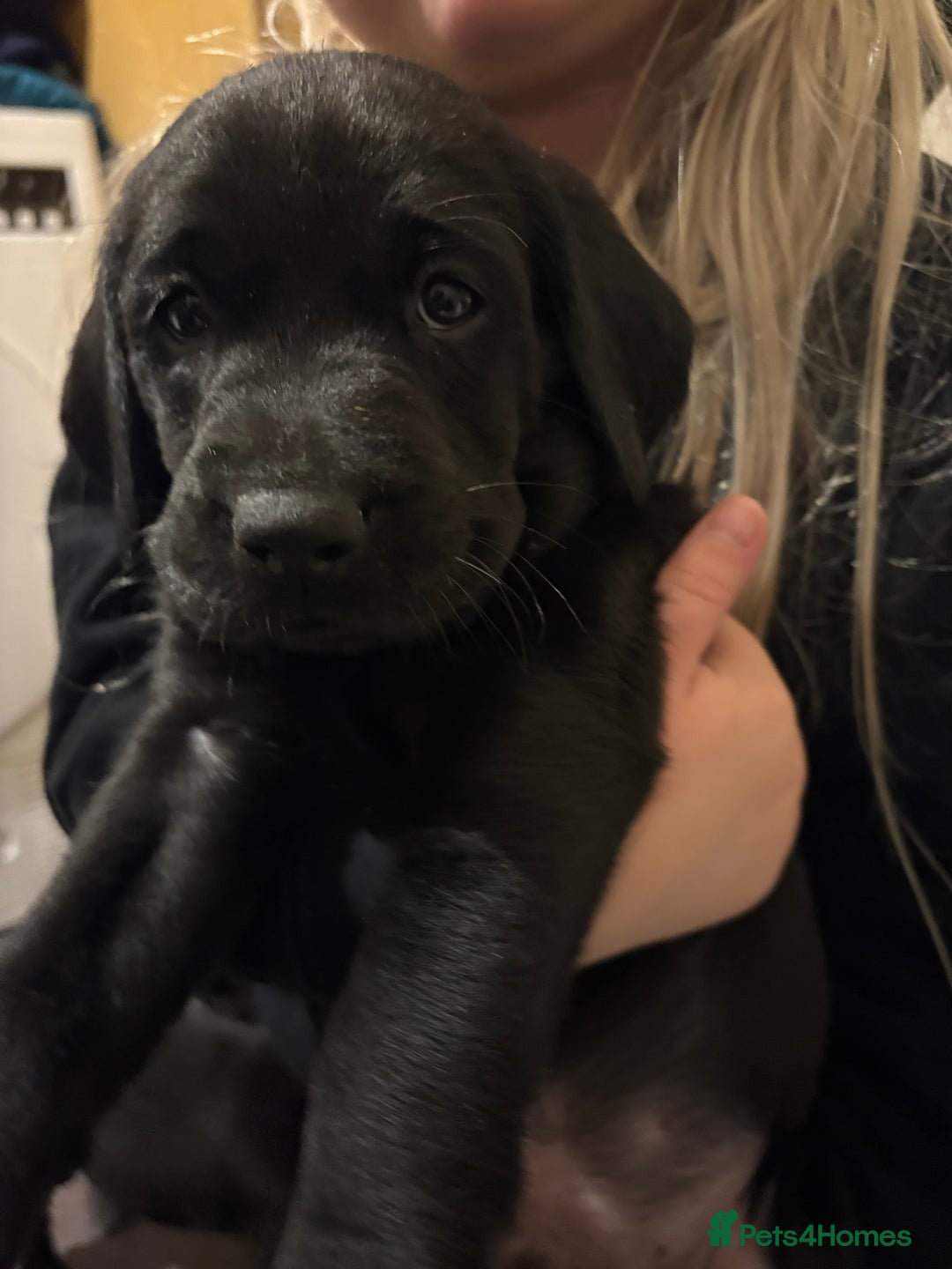 Labrador Retriever dogs for sale: Labrador  - Image 2