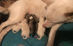 Huskita dogs for sale: Huskita pups  - Image 1