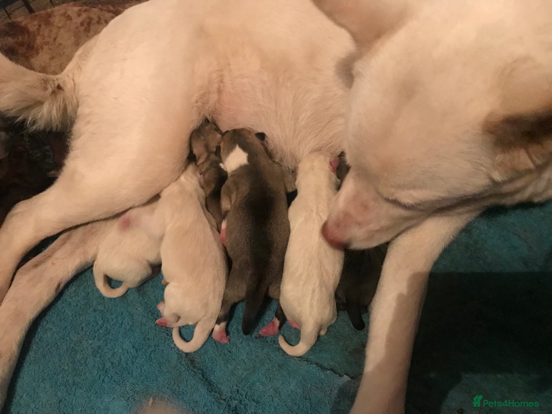 Huskita dogs for sale: Huskita pups  - Image 1