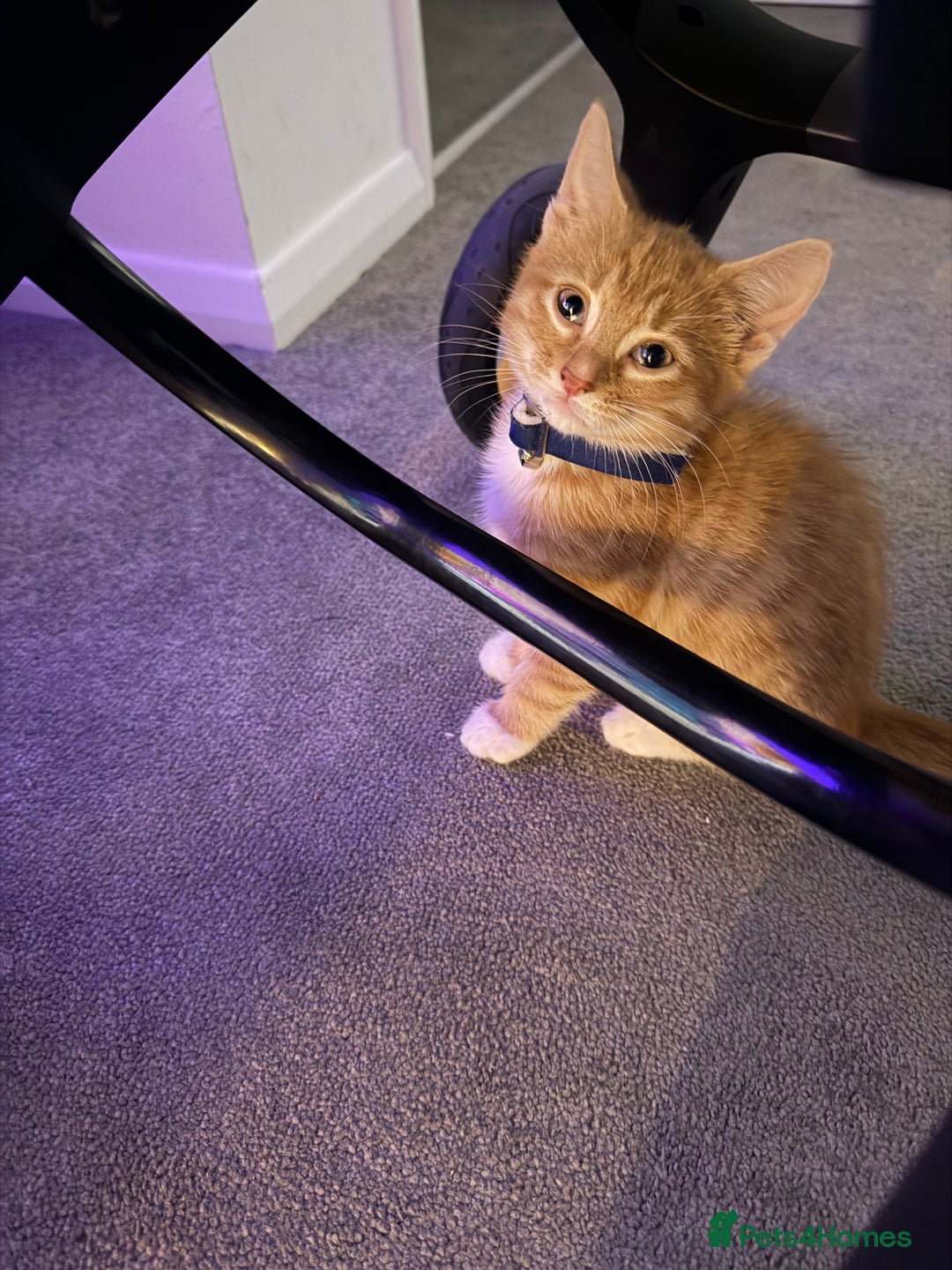 Domestic Shorthair cats for sale: Pumpkin - Image 1