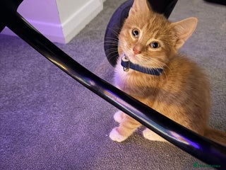 Domestic Shorthair cats - Advert 1